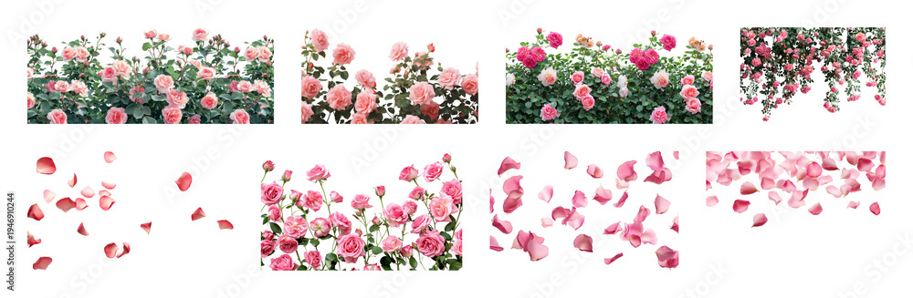 Naklejka premium PNG Vibrant pink roses in bloom, transparent background