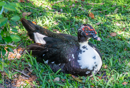 Muscovy duck in Fort Lauderdale Park in Florida USA, Cairina moschata