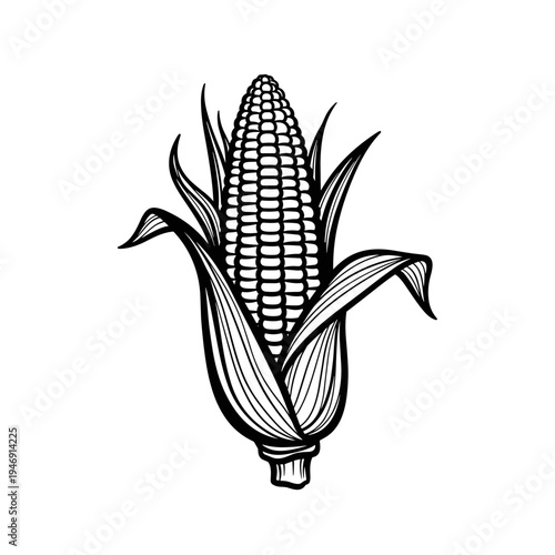 Black and white illustration of corn cob with husk  