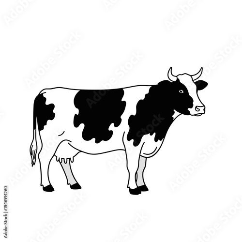 Black and white dairy cow standing on a plain background  