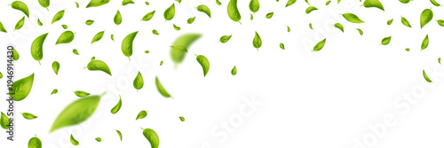 Green flying leaves banner. Leaf falling frame. Wave foliage ornament. Vegan, eco, organic product. Cosmetic pattern. Spring tree plant design. Fresh mint tea background. Air wind. Vector illustration