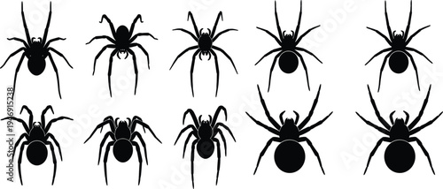 Spider silhouette artwork, arachnid species illustration, black insect design, creepy crawly graphic, symmetrical pattern composition, nature biology