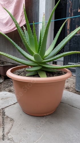 An aloe vera plant growing healthily in a terracotta-colored pot.
