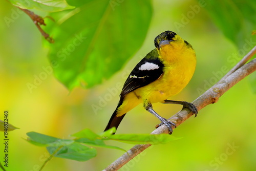 Birds of SL