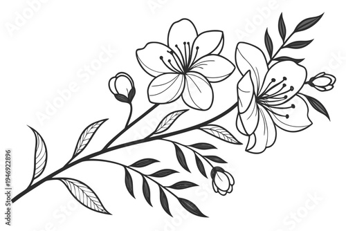 A beautiful minimalist vector graphic illustration showcasing a graceful flowering branch with intricate details and developing buds, ideal for botanical art projects.