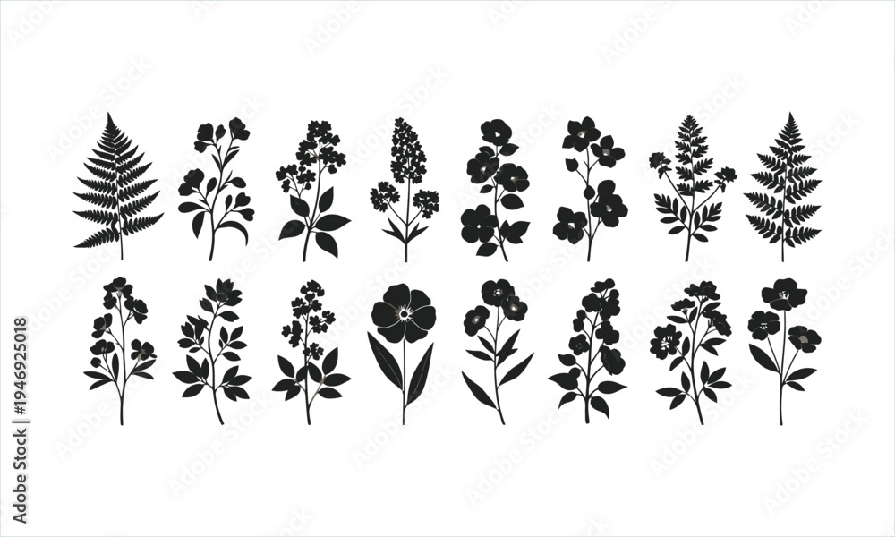 Obraz premium Black floral silhouettes, various flowers and ferns, botanical illustrations, decorative plants