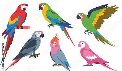 Colorful tropical parrot and exotic bird collection featuring various species of macaws and cockatoos in flat cartoon style for animal design elements