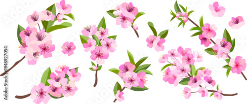 Spring cherry blossom branches with pink sakura flowers, buds and petals, elegant Japanese floral background.