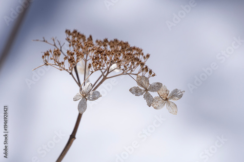 雪原に佇むドライフラワーのような枯れ花