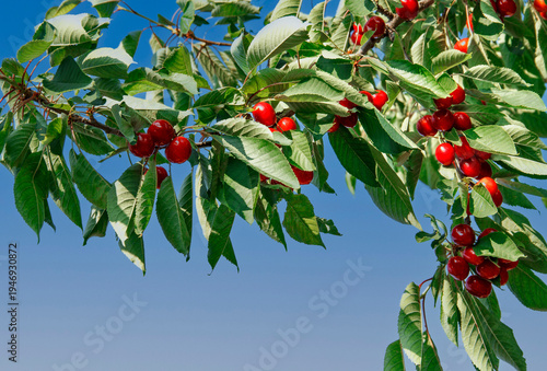 Cherry branch