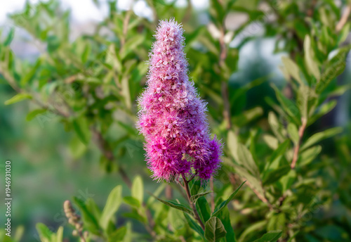Spiraea douglasii