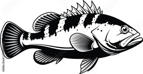 Black and White Vintage Groupers Fish Vector Illustration Isolated on White Background for Sport Fishing Logo and Nautical Apparel Design