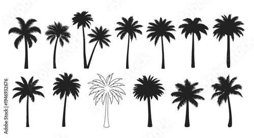 A comprehensive set of black silhouettes of various tropical palm trees including an outline version isolated on white background.