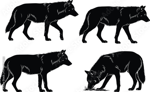 Black wolf silhouette set with walking and sniffing poses isolated on white background for wildlife nature and predator animal design