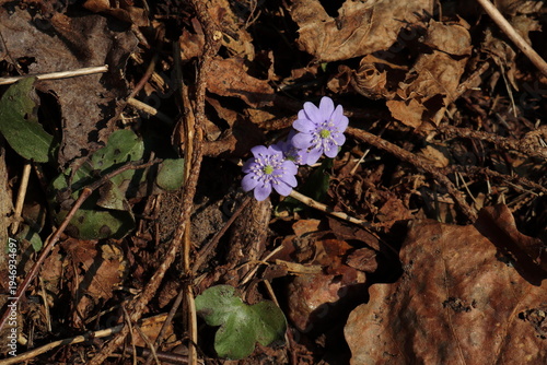 Forest flowers in March