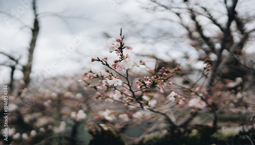Cherry blossom flower spring branch nature bloom delicate pink tree outdoors floral petal season botany garden beauty close up soft background bud flora natural growth plant tranquil peaceful