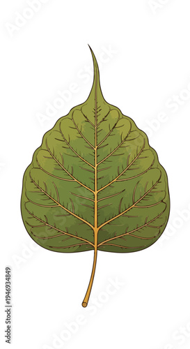 Single Green Leaf with Stem and Veins.