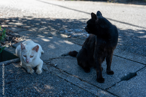 Wallpaper Mural 島の野良猫 / Stray cats on the island Torontodigital.ca