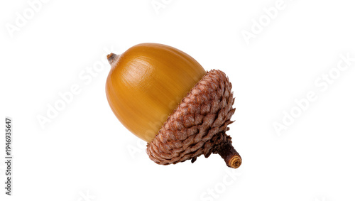 Isolated single brown acorn with cap, fall fruit from an oak tree, perfect for autumn themes