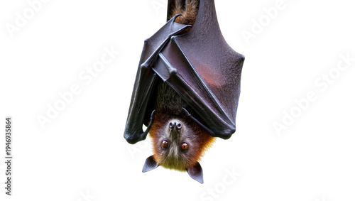 Photography Isolated large fruit bat with dark wings hanging upside down, looking intently a