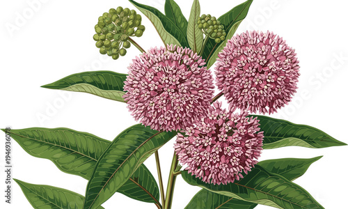 Detailed botanical vector illustration of common milkweed plant with pink flower clusters green leaves and buds for monarch butterfly habitat.