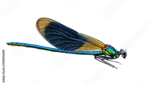 Quadro su tela Isolated magnificent blue green damselfly with detailed iridescent wings and sle