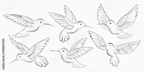 A collection of sketched hummingbirds in various flight poses