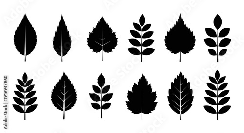 Black leaf silhouettes icons set isolated on white