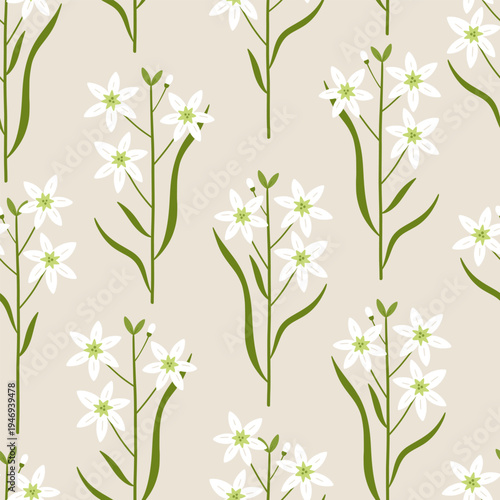 Grass lily seamless pattern. Delicate star of Bethlehem wildflower hand drawn vector illustration. Botanical spring summer nature print. Seasonal floral blossom background.
