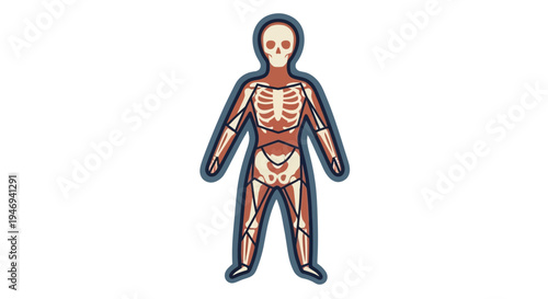 Human Skeleton Body Anatomy Model.