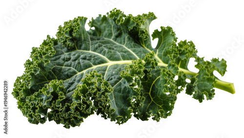 Isolated fresh vibrant green organic curly kale leaf for healthy eating and superfood diet