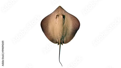 Isolated Southern stingray with long tail showing its ventral side against a plain backdrop