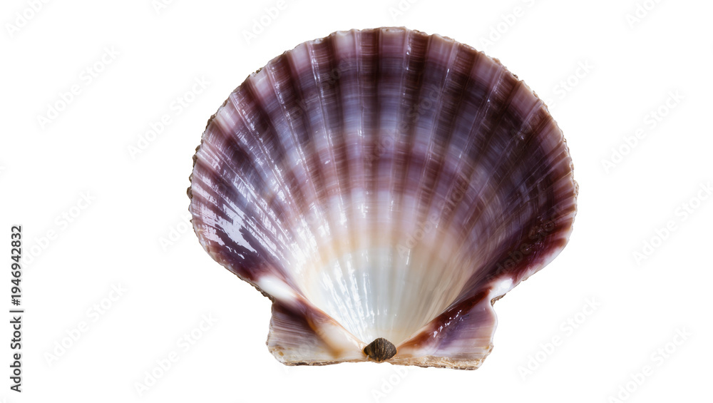 Obraz premium Isolated beautiful purple scallop shell showcasing natural texture and intricate details