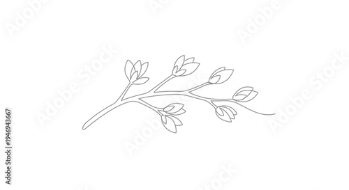 Delicate line art jasmine branch with unopened buds on white background