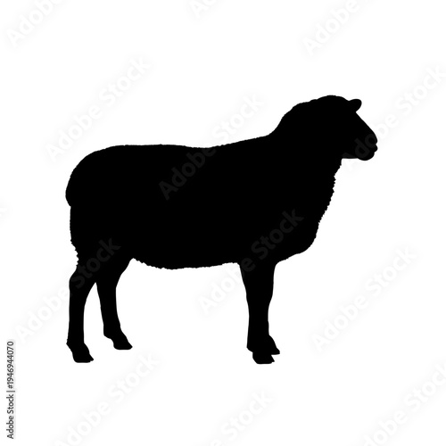 Silhouette of a standing sheep  - vector illustration