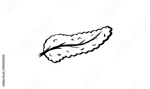 Human pancreas sketch