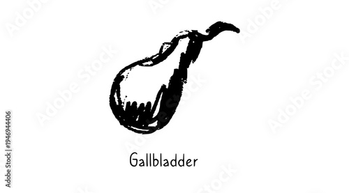 Human Gallbladder Sketch