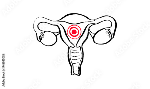 Female reproductive system