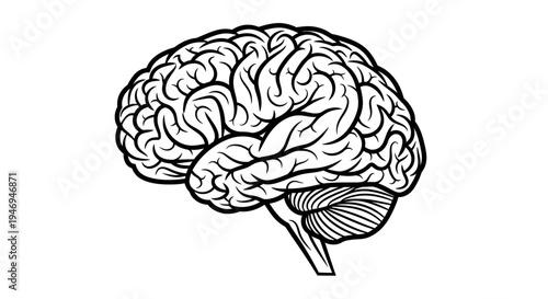 Detailed Anatomical Human Brain Drawing in Black and White on Isolated White Background