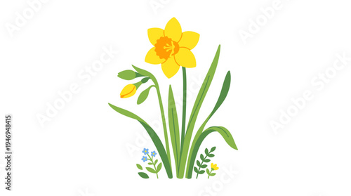 A daffodil blossom, spring flower with narcissus buds and leaves, blooming in summer, gently decorating the garden, depicted as a natural flat vector illustration on a white background