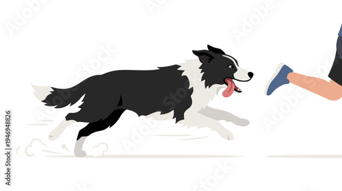 A purebred Border Collie dashes swiftly, chasing someone, while a shepherd dog sprints with its tongue out; a dog profile in a colored flat vector illustration set against a white background