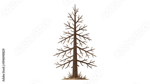 A lifeless fir tree, its branches and trunk bare, stands in a forest of conifers with twigs, resembling a dry spruce and an ancient fir, depicted as a flat botanical vector illustration against a