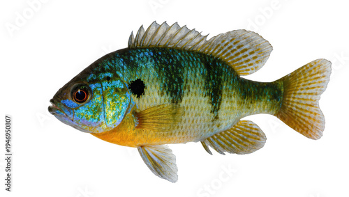 фотографія Isolated vibrant freshwater sunfish species displaying unique colorful scales an
