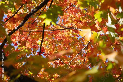 Autumn Leaves