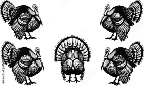 Hand drawn sketch of five turkeys with fanned tails, vintage engraving style illustration suitable for Thanksgiving holiday design and farm themes.