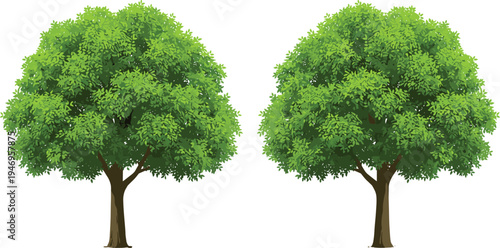 Two green deciduous trees with lush foliage and realistic leaves isolated on white background for nature landscape architecture and environment design