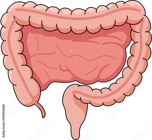 Human Internal Organs Anatomy Illustration