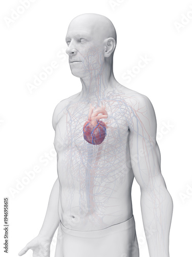 Accurate 3D Depiction Highlighting The Heart Of A Male Body