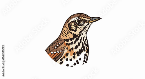 Detailed illustration of a bird's head and chest with speckled brown and cream feathers