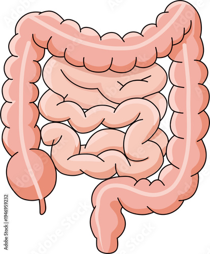 Human Internal Organs Anatomy Illustration